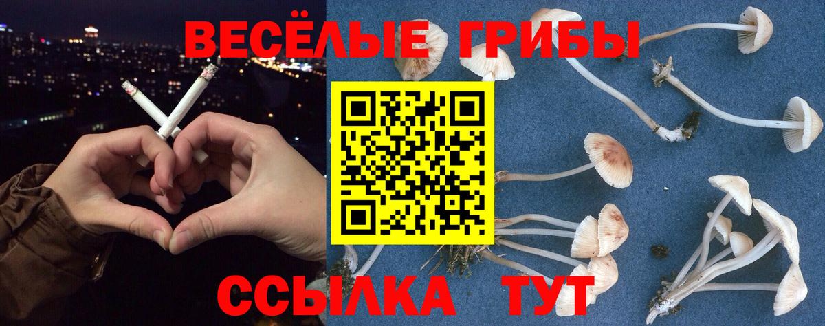 Галлюциногенные грибы Psilocybine cubensis Кизляр